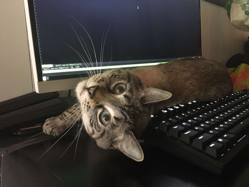 Oliver the feline programmer